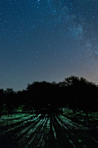 UFO az erdő mögött