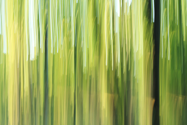 Fény a lombok között