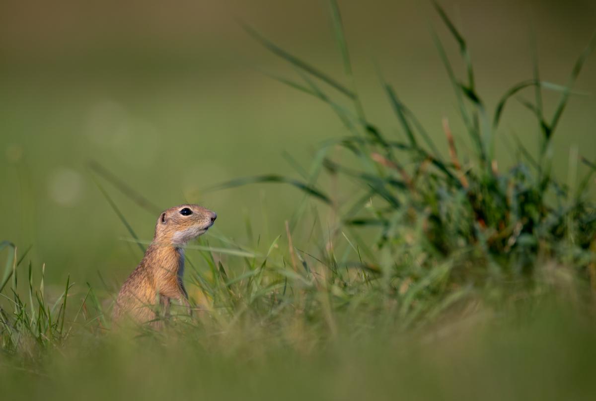 Benke Péter Valentin