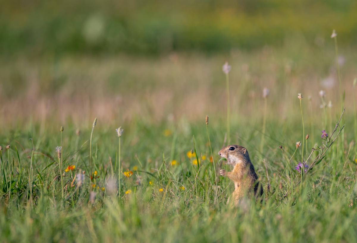 Benke Péter Valentin