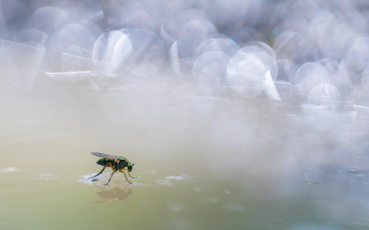 Koncz-Bisztricz Tamás