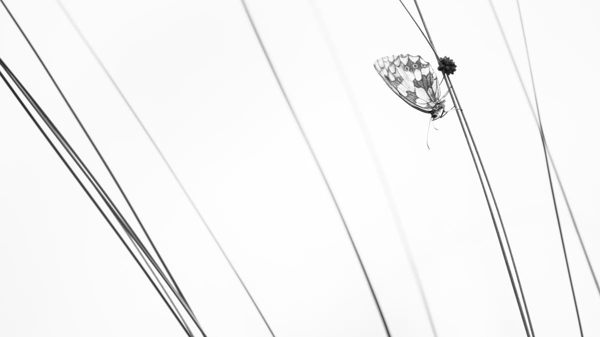 Koncz-Bisztricz Tamás