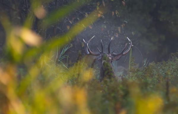 Operaénekes a nádasban