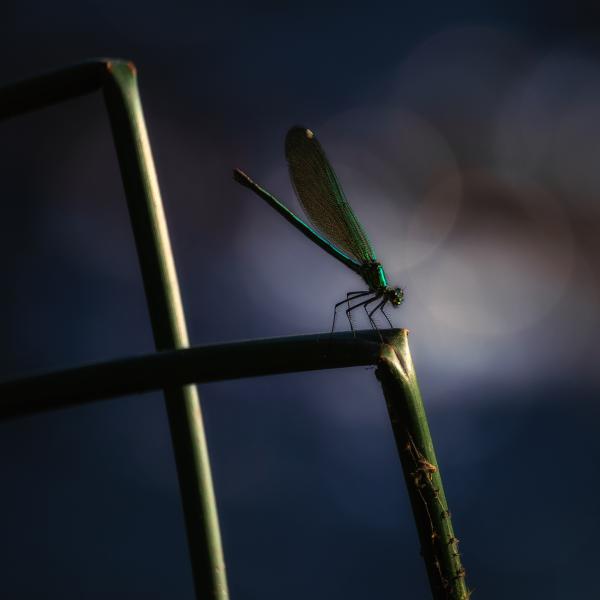 Szitakötő lépcső