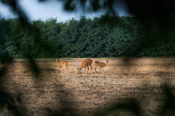 Természetes keretek között