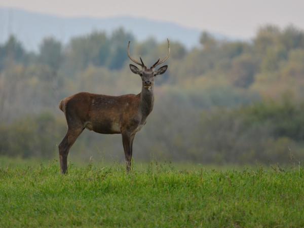 Kíváncsi fiatal bika