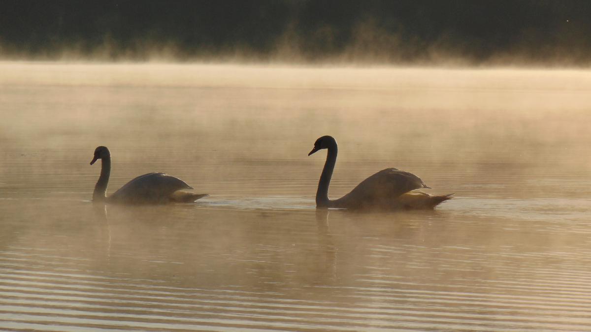 Kónya Máté Bertalan