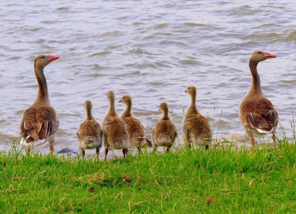 Heten, de nem gonoszak