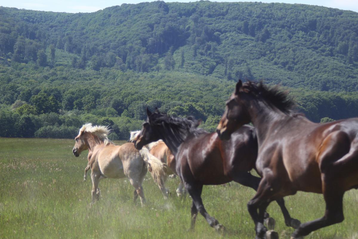 Schubkégel Krisztina