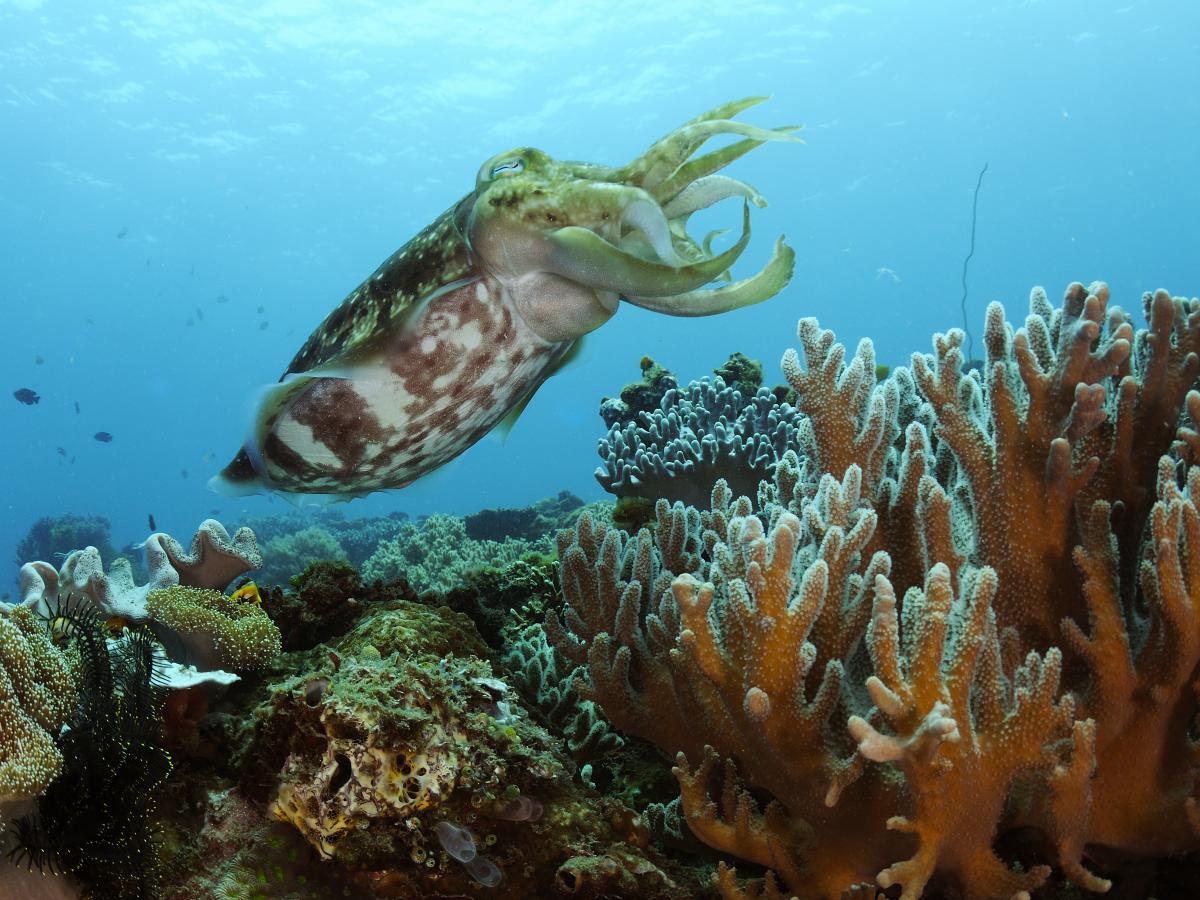 Násfayné Kőházi Mária