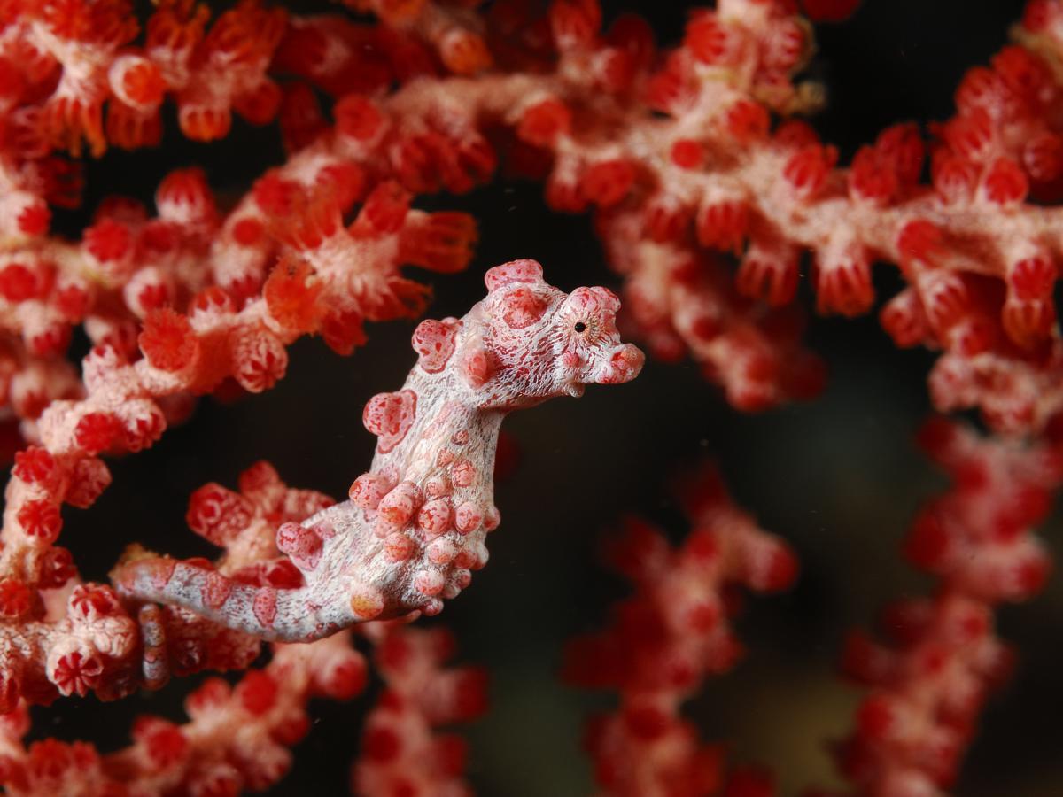 Násfayné Kőházi Mária