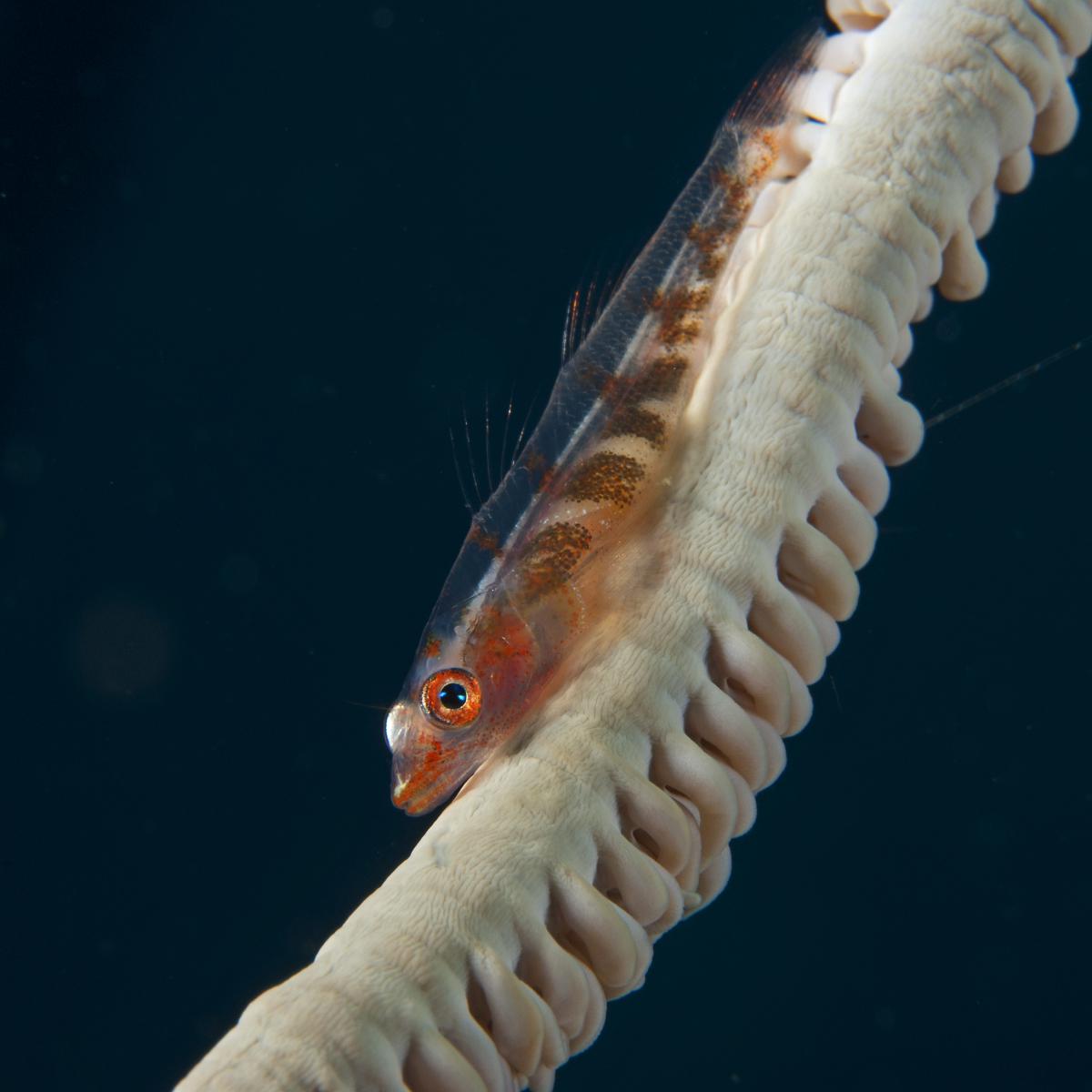 Násfayné Kőházi Mária