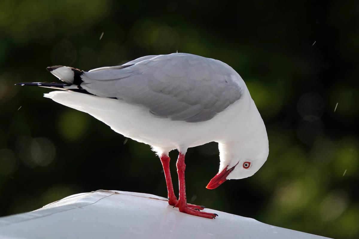 Bernáth Sándor dr. 