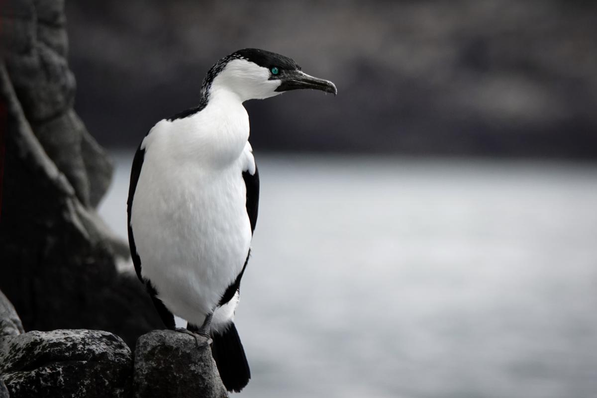 Bernáth Sándor dr. 