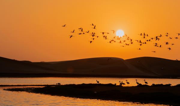 Sivatagi naplemente flamingókkal