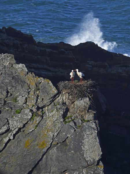 &quot;Toronyház&quot;