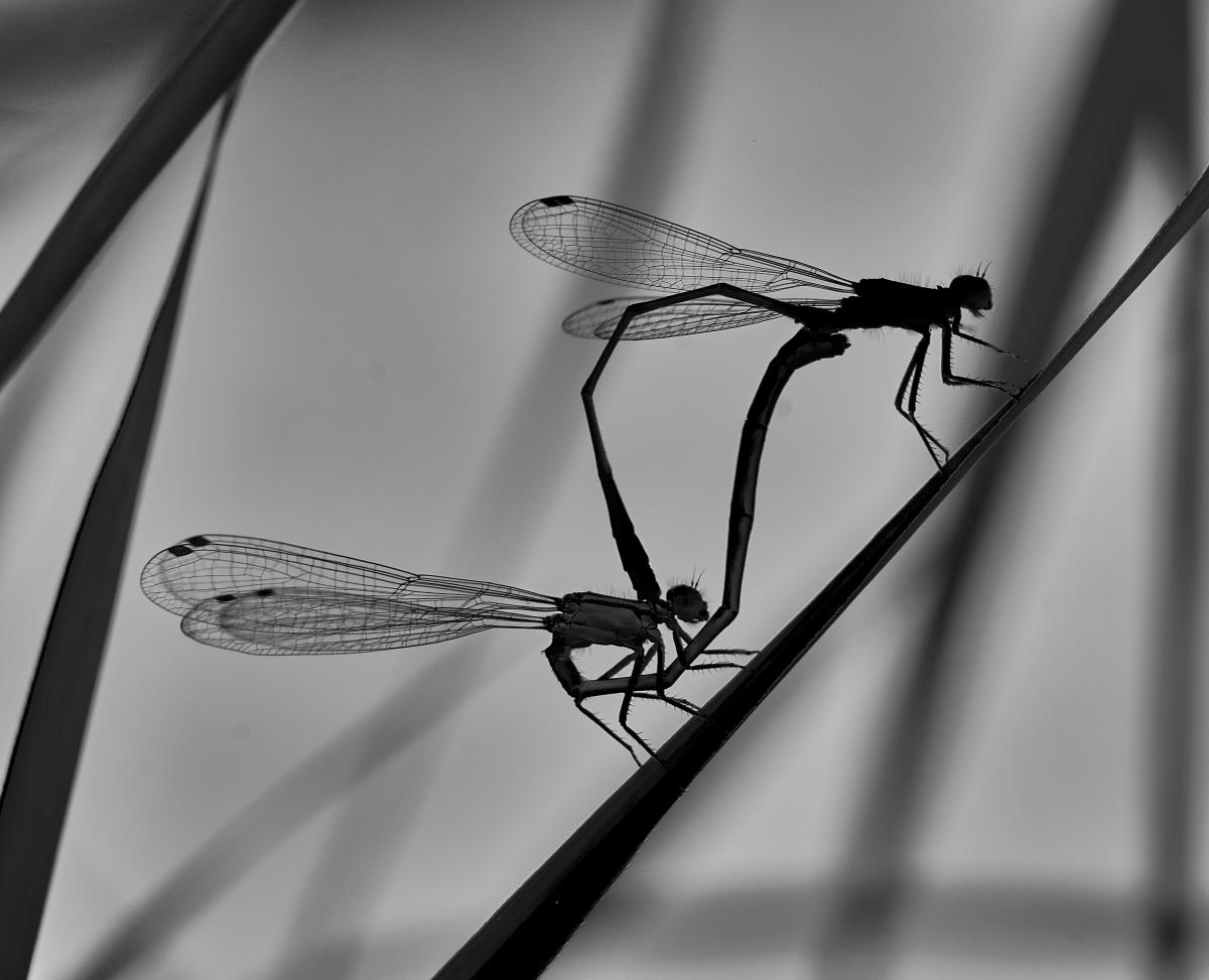 Bukovinszki Valéria 