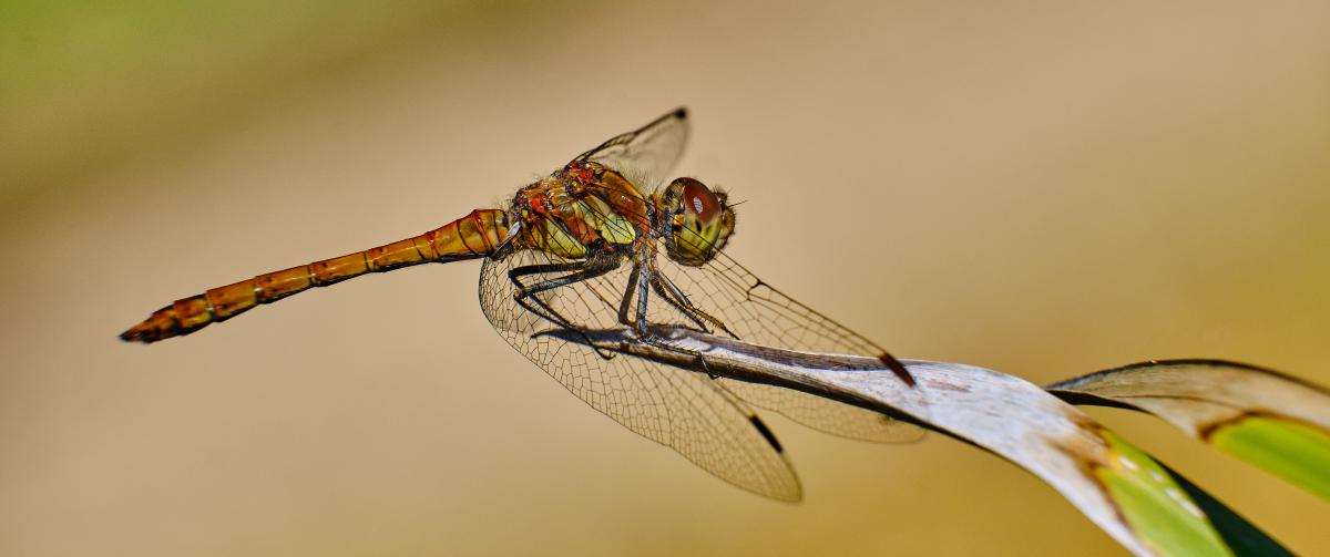 Bukovinszki Valéria