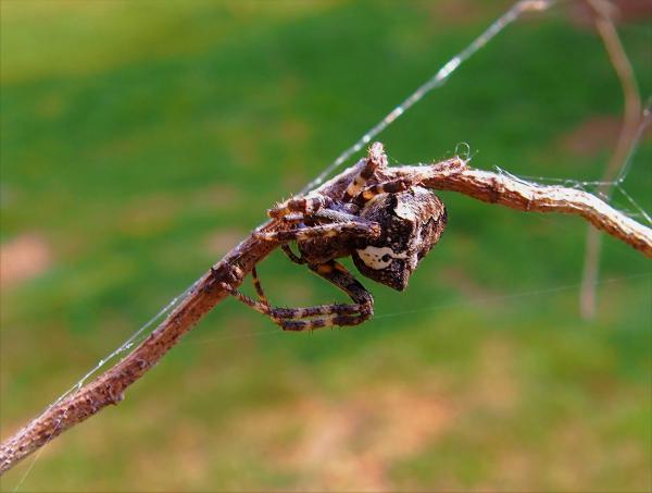 Vállas Keresztespók.