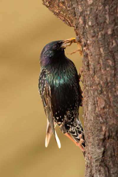 Fészekrakó program