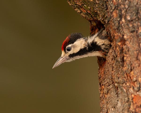 Ismerkedés a külvilággal...