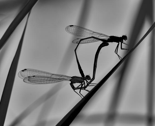 Kék légivadász nász