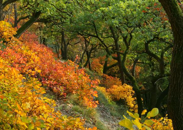 Őszi cserszömörcék