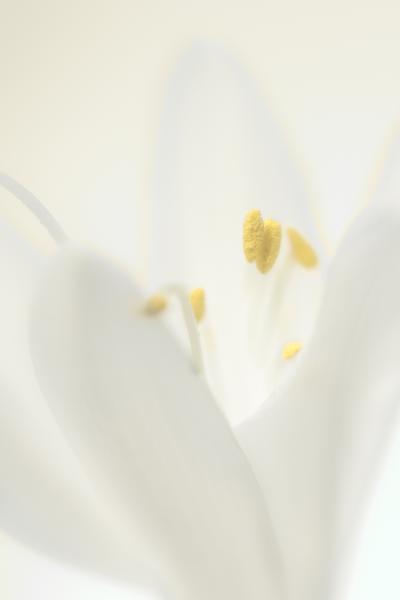 Liliom