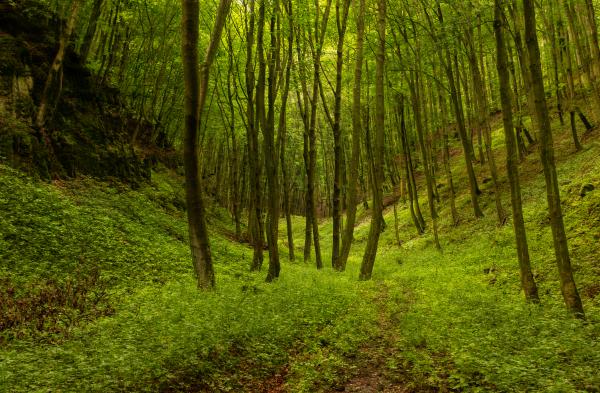 Zöld erdőben jártam