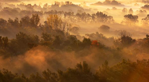 Bodrogzug ködös fényben