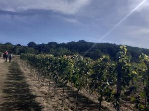 Balaton-felvidék,szőlőlugasok 2020.szeptember Balaton-felvidék,szőlőlugasok 2020.szeptember