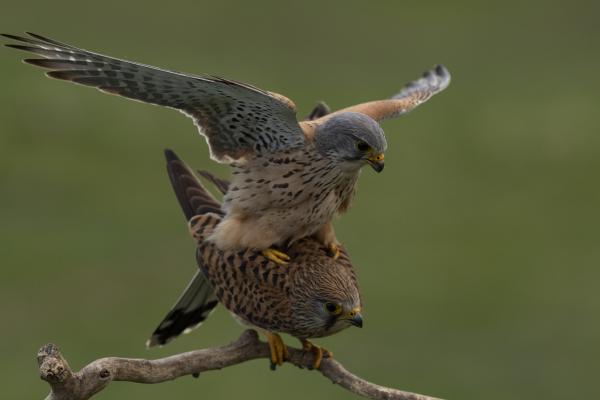 Vörös vércse pár