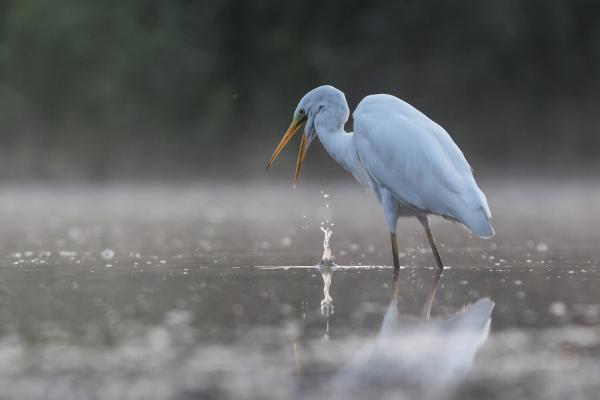 Hoppá...elnézést...kipottyant!