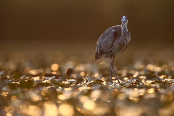 Aranytallérok közt