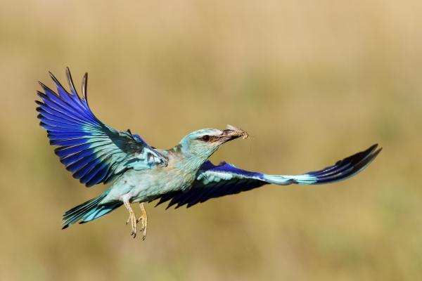 Szalakóta...oszjóvan!