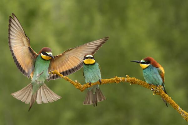 Az érkező harmadik