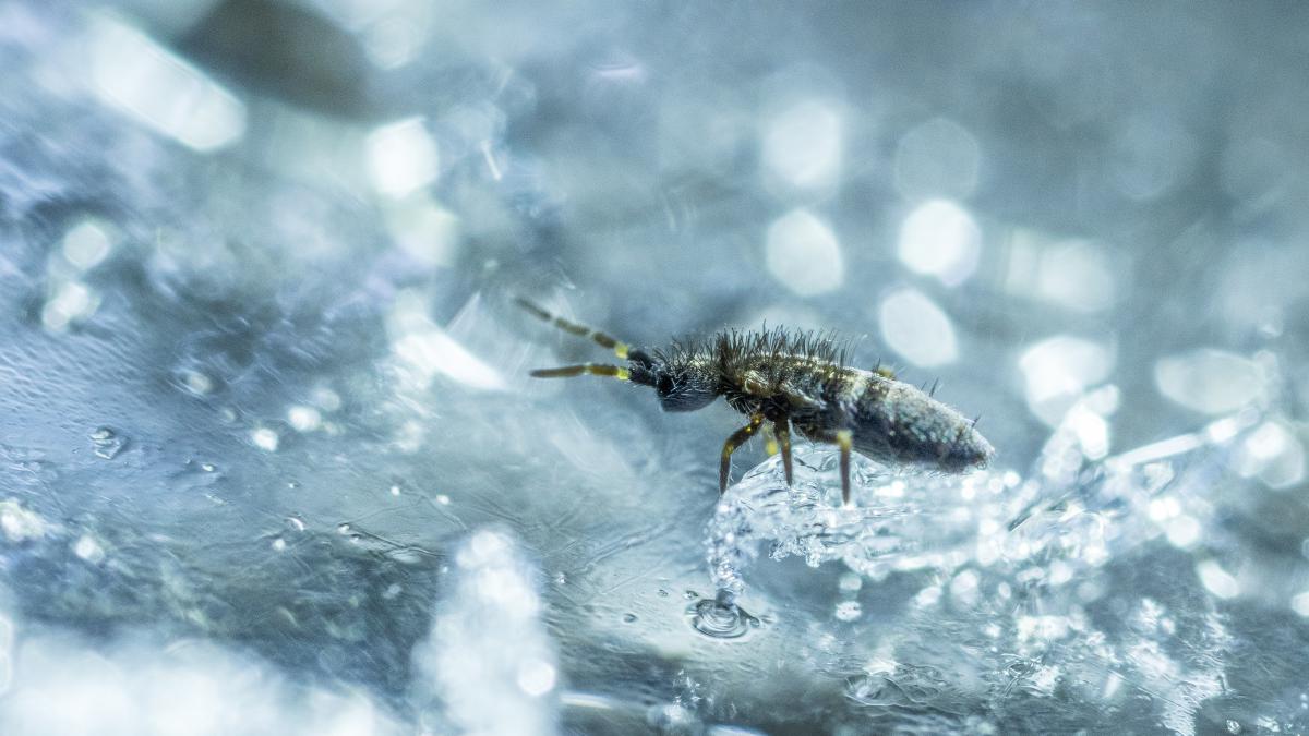 Koncz-Bisztricz Tamás