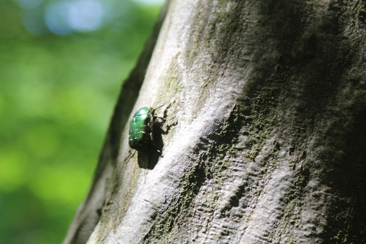 Schubkégel Krisztina