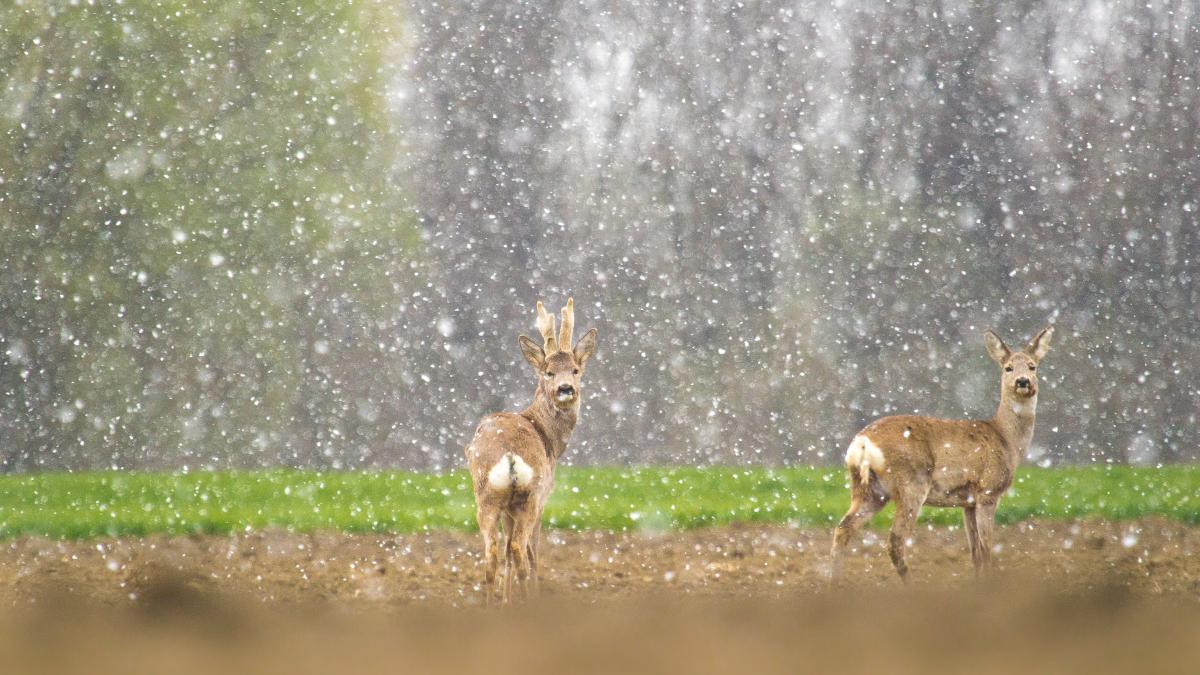 Koncz-Bisztricz Tamás