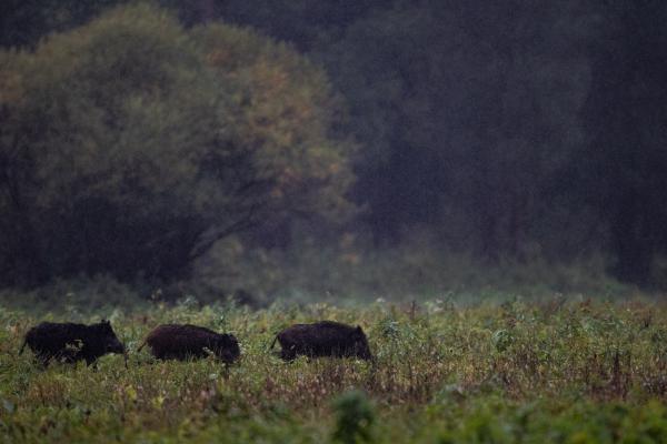 Fekete vonat az esőben