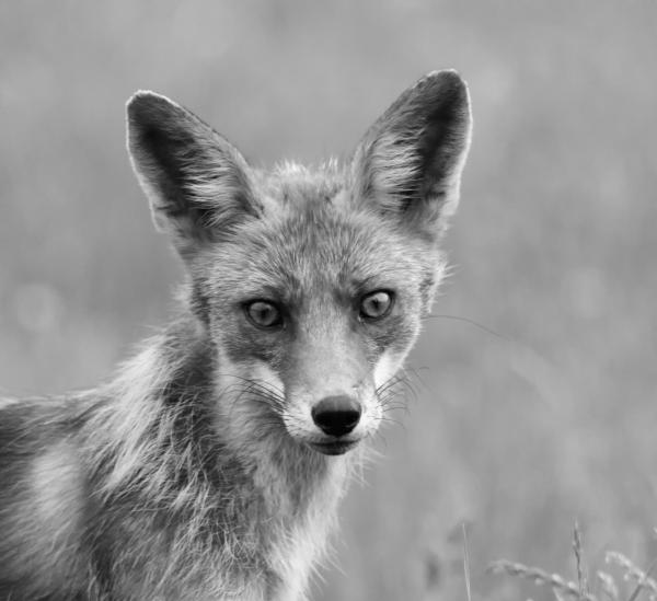 Nézz mélyen a szemembe!