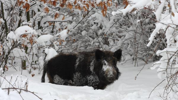 Vacokból megriasztva
