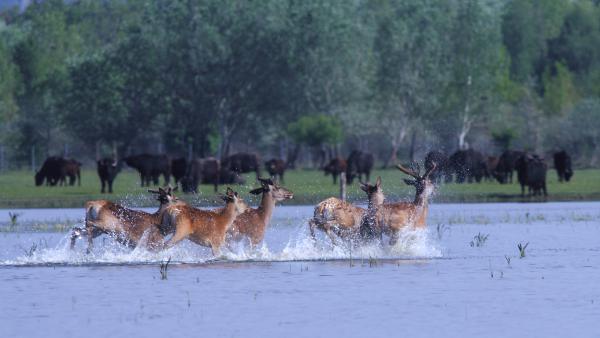 Közös élőhelyen osztozva