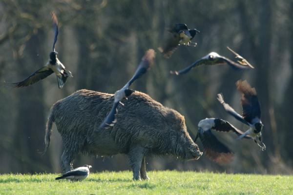 Sok varjú disznót győz