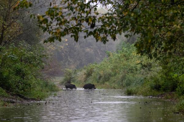 Nyitva van az aranykapu...