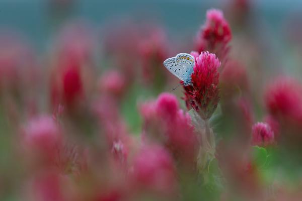 Bíborhere és Boglárka