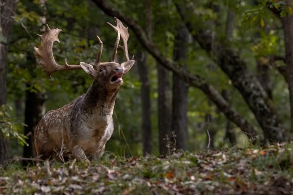 Október a nyiladékon