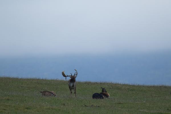 A csajok a lábaim előtt hevernek