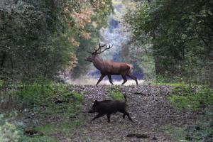 Átkelés a túloldalra Átkelés a túloldalra