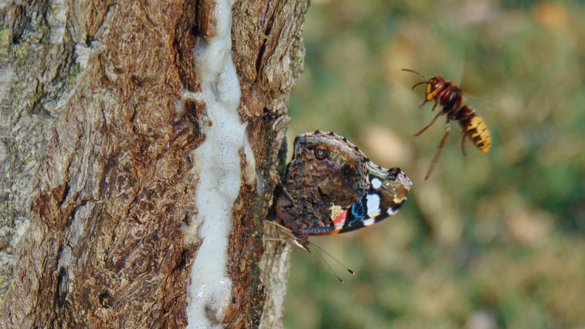 Kónya Máté Bertalan